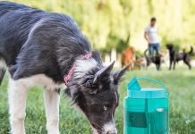 lesotc Portable Dog Travel Water Bottle review