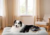 Bedsure Washable XL Dog Bed 41×27 Gray review Home |