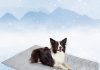 SCENEREAL Dog Cooling Mat, Reversible Self-Cooling Dog Pad (Cool & Warm), 48″x28″ Thicken Ice Cool Mat for Crate Kennel Sofa Indoor Outdoor No Toxic Gel, Machine Washable